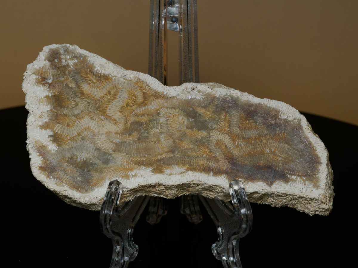 Angled display view of fossil brain coral with cream, grey, and brown labyrinth-like patterns.