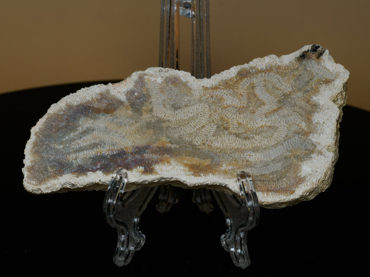 Kalimantan fossil brain coral slab displayed upright, showing pale branching coral ridges and darker fossil patterns.