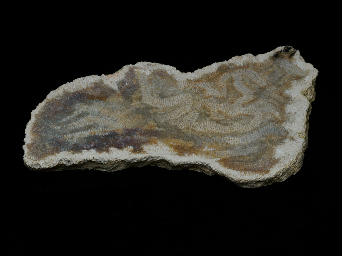 Face view of a 120 gram fossil brain coral slab from Kalimantan, Indonesia, with natural irregular edges.