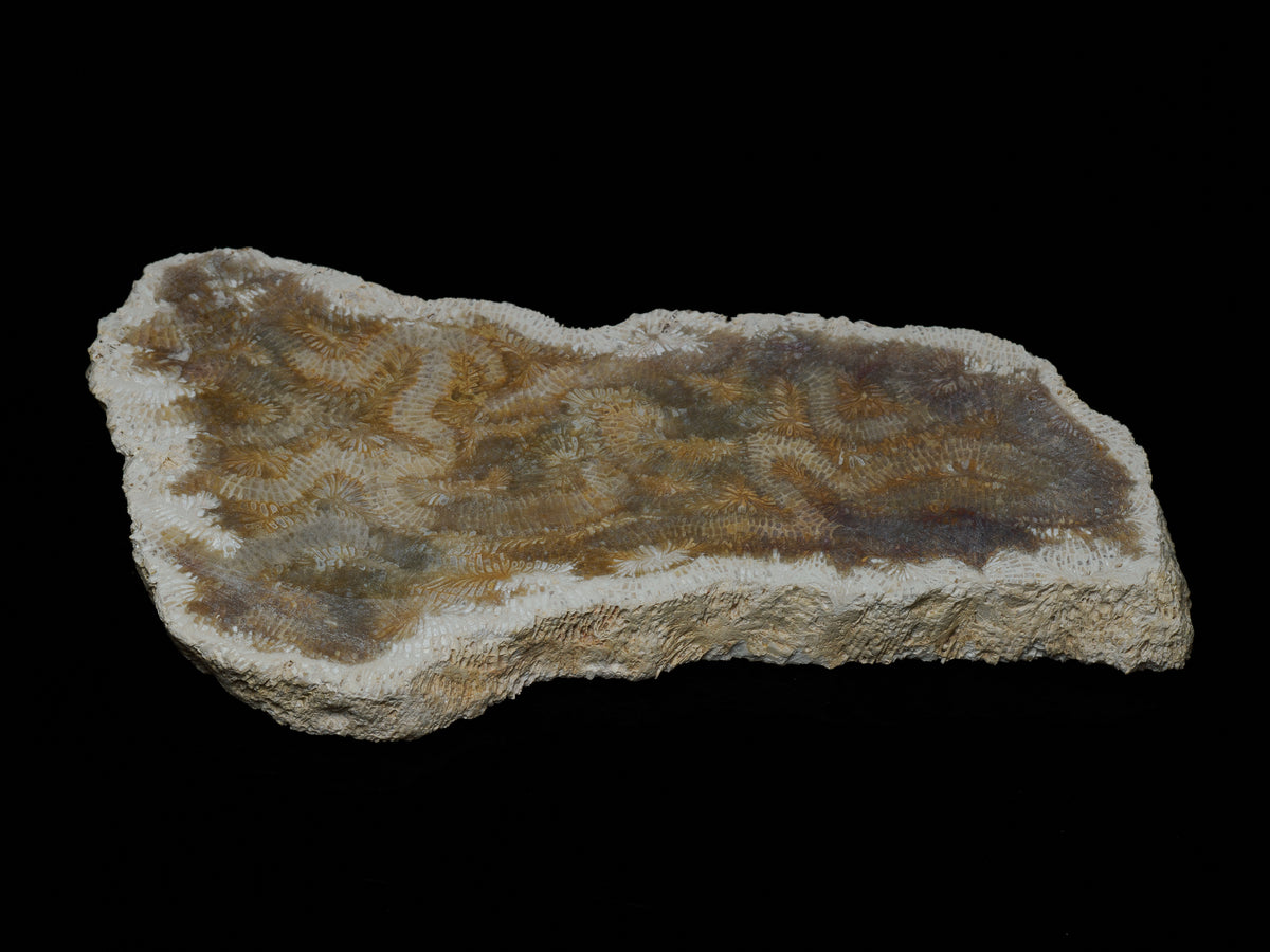 Fossil brain coral slab showing elongated cream and brown maze-like coral structures on a dark background.