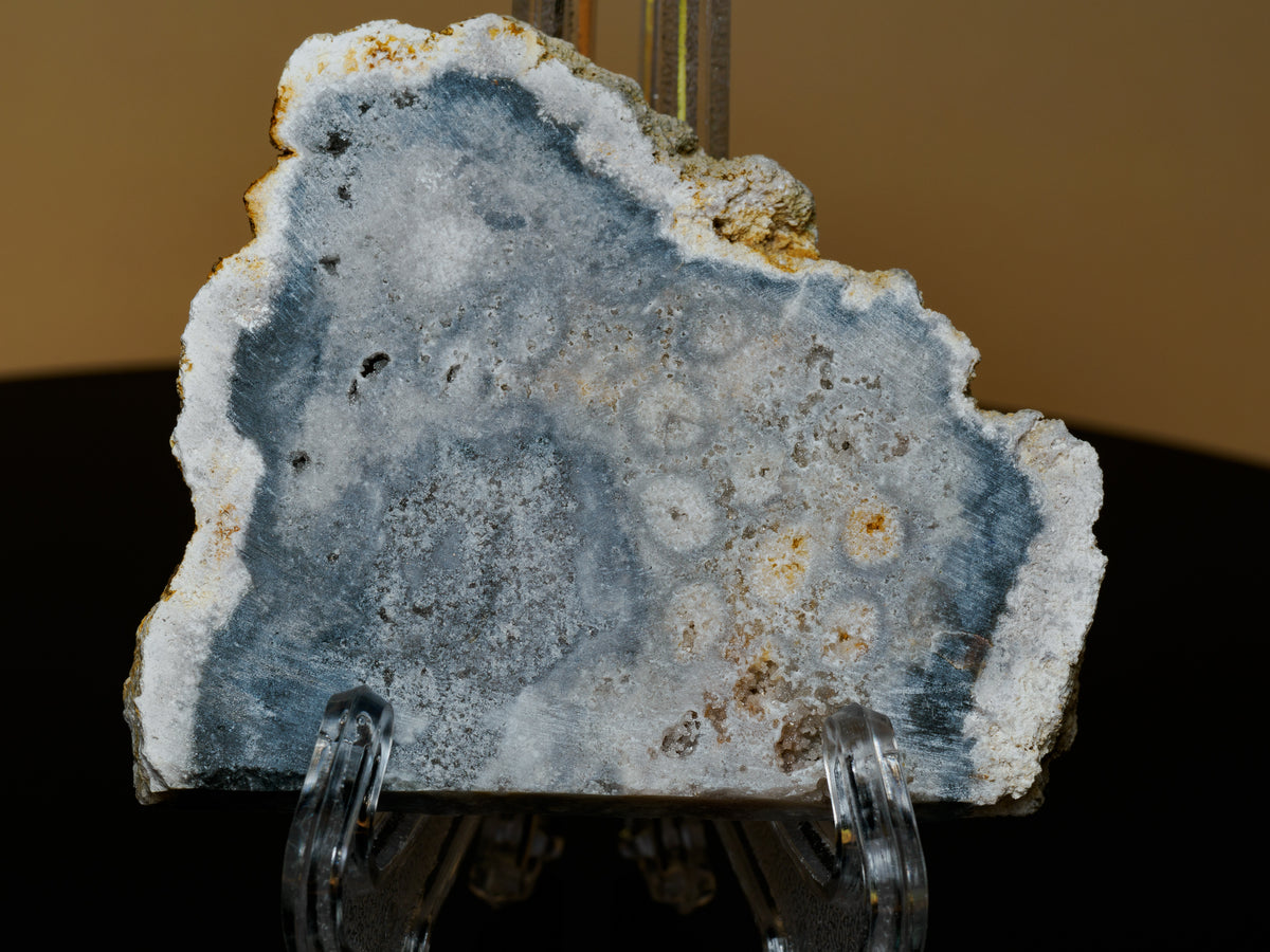 Angled view of the Kalimantan fossil coral slab on a clear display stand, showing its irregular shape and cut surface.