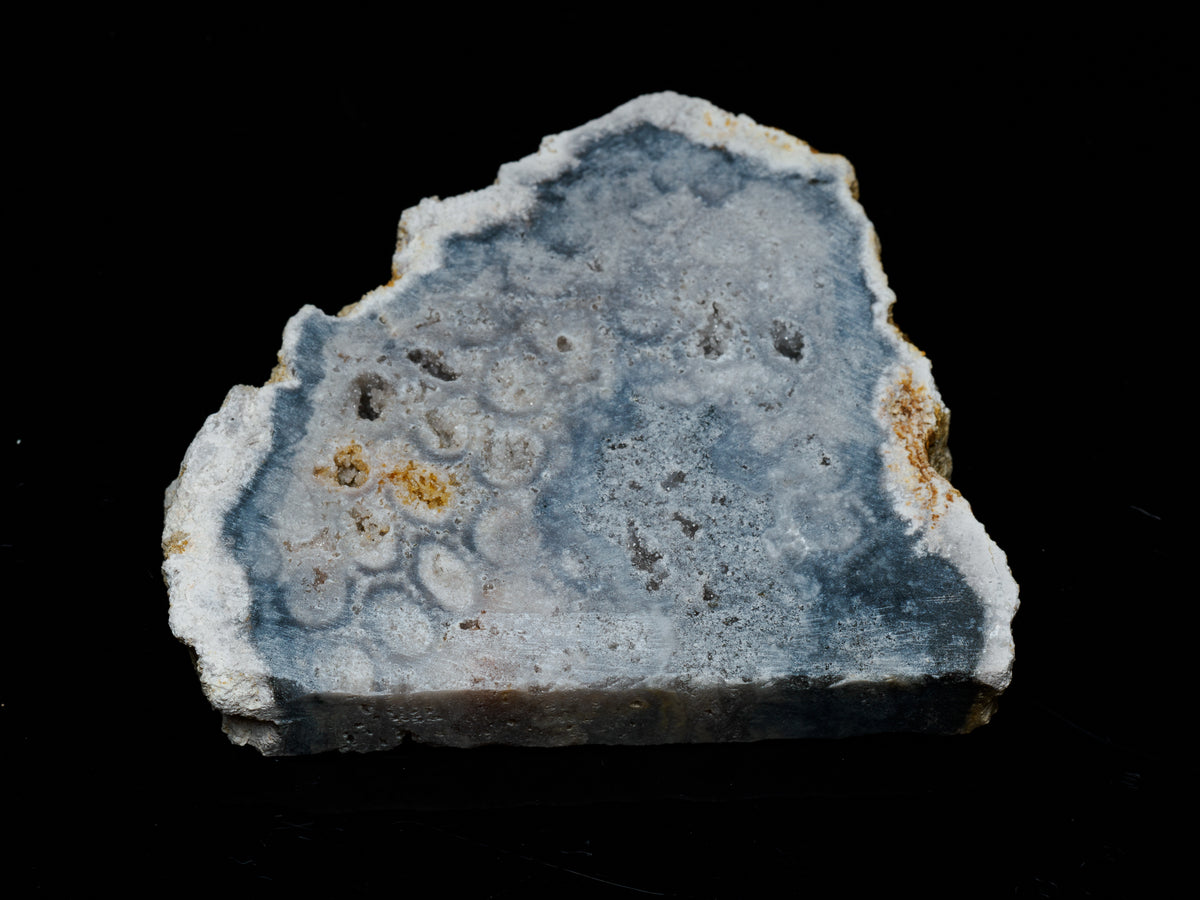 Close view of the fossil coral slab's pale grey-blue mineral patterns, ivory edge and small natural cavities.