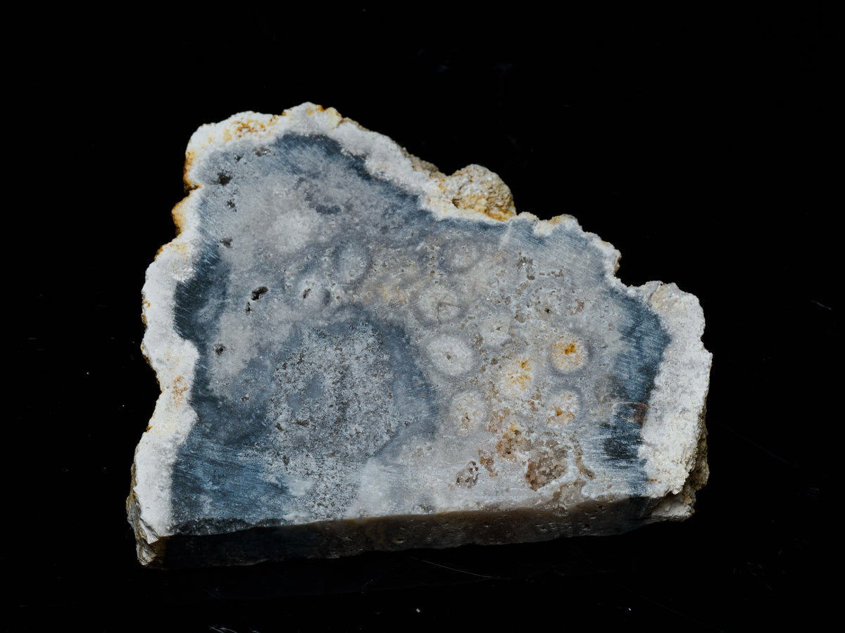 Fossil coral slab from Kalimantan, Indonesia, showing a broad pale grey-blue and ivory cut face with natural cavities and a rough edge.