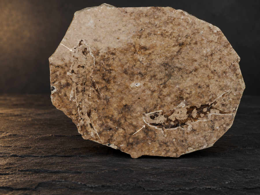 Two fossil fish in a mottled stone plate on a styled slate background; arrows mark each fish.