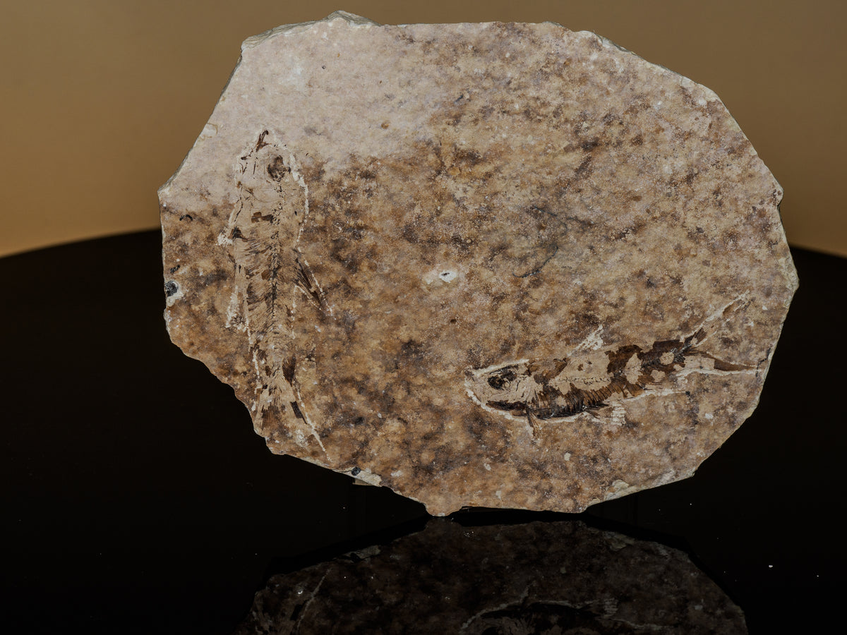 Original photograph of the actual plate showing two partially preserved fossil fish.