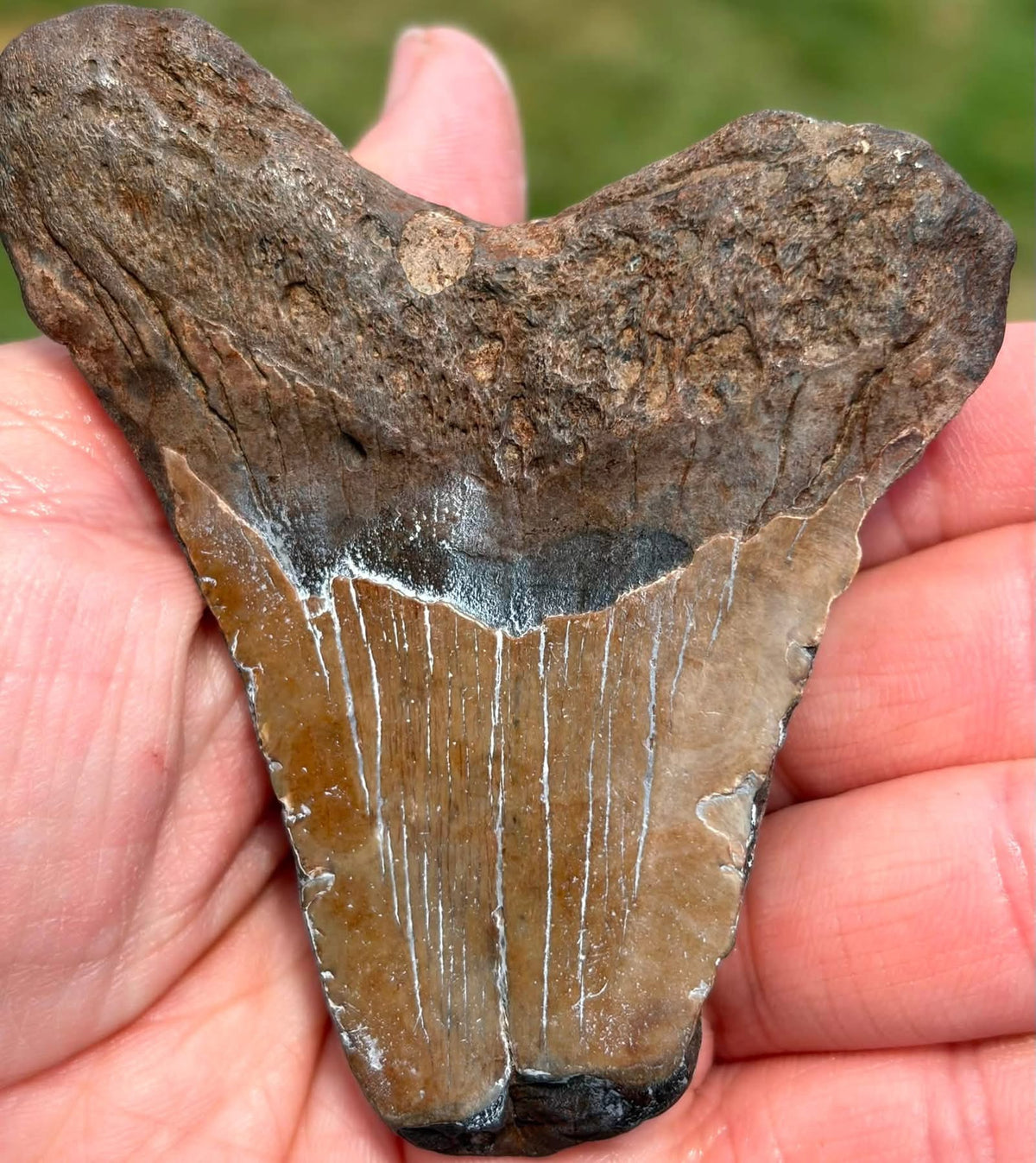 Supplier photograph of the front of the South Carolina Megalodon shark tooth