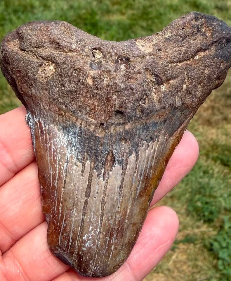 Supplier photograph of the reverse and root of the South Carolina Megalodon shark tooth