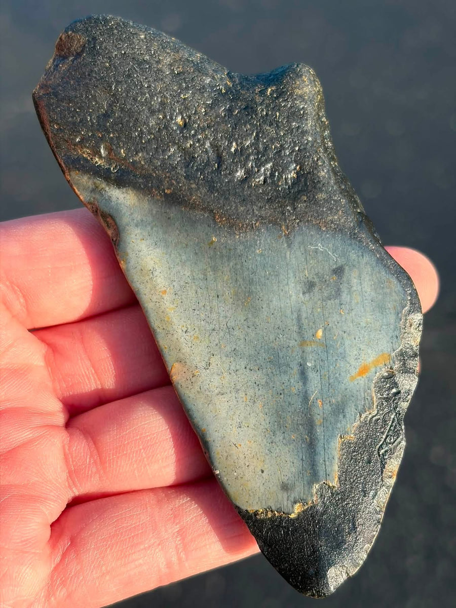 Supplier photo of the larger South Carolina megalodon tooth, front