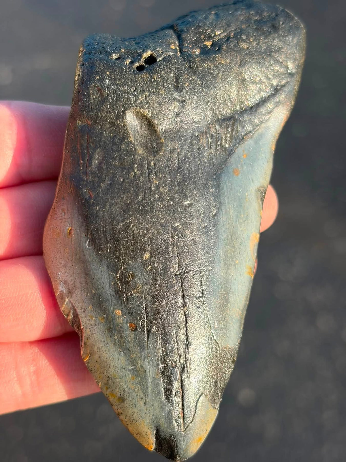 Supplier photo of the larger South Carolina megalodon tooth, reverse