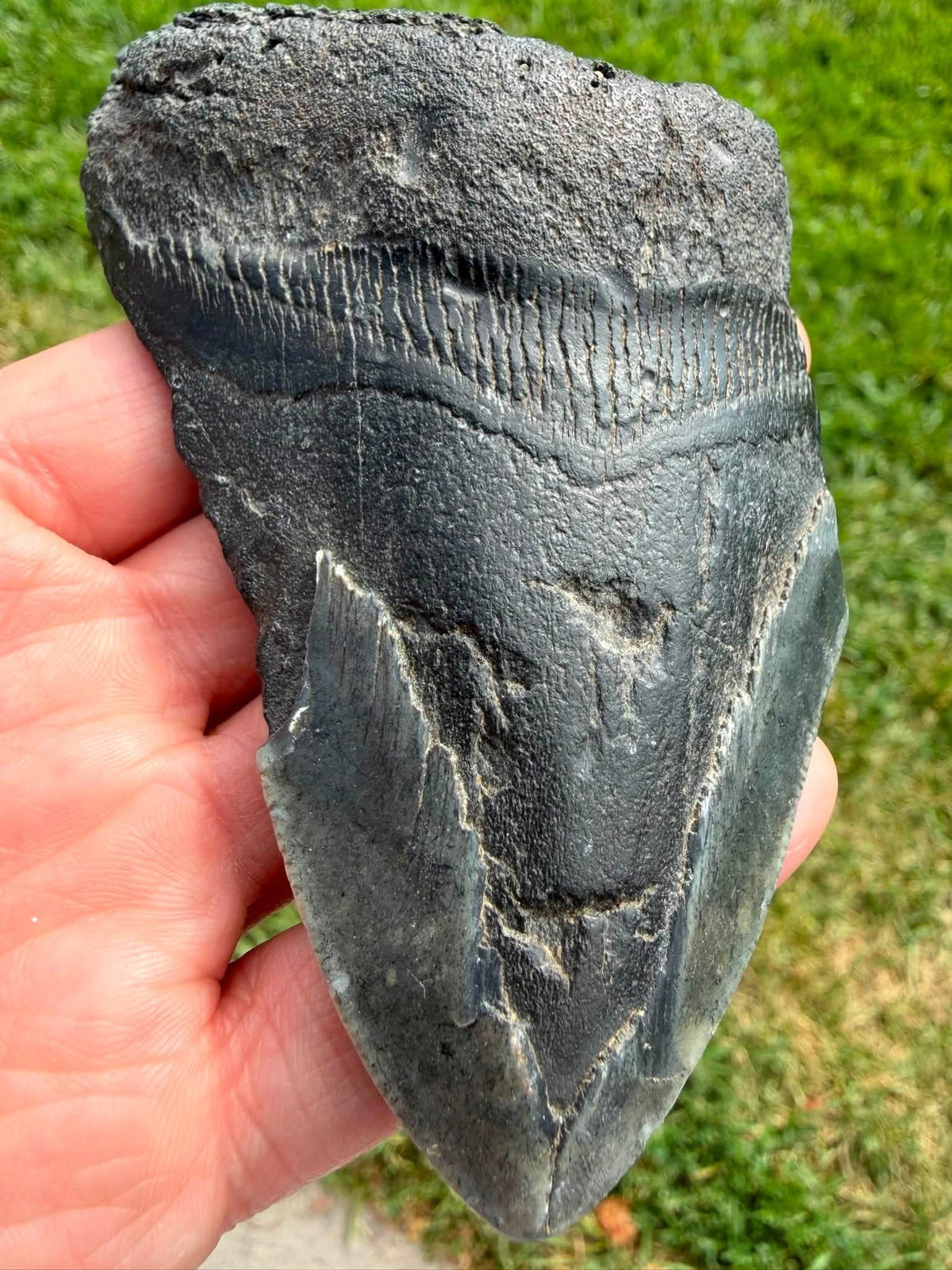 Dark fossil megalodon tooth from South Carolina, detail view