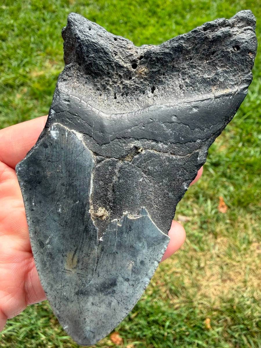 Dark fossil megalodon tooth from South Carolina, front view