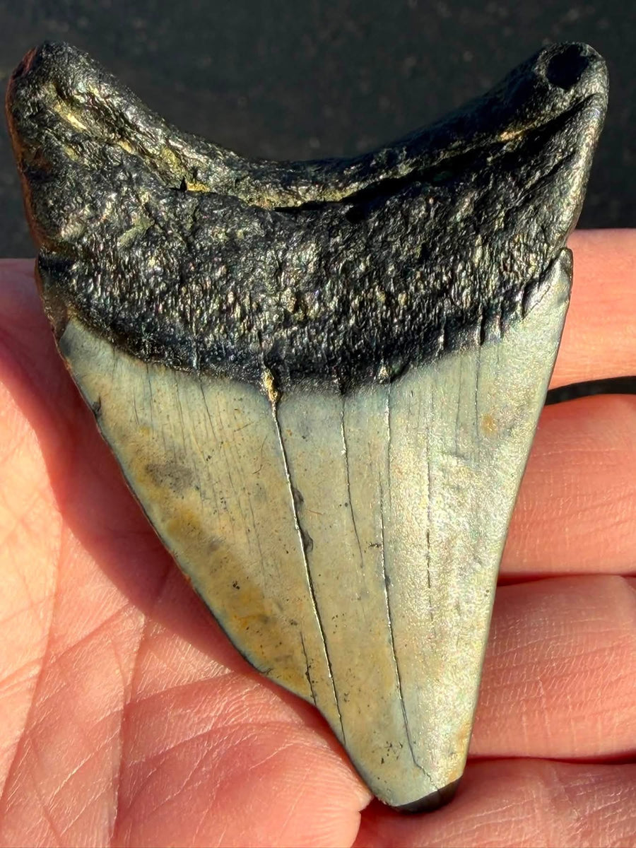Supplier photo of the South Carolina megalodon tooth, front