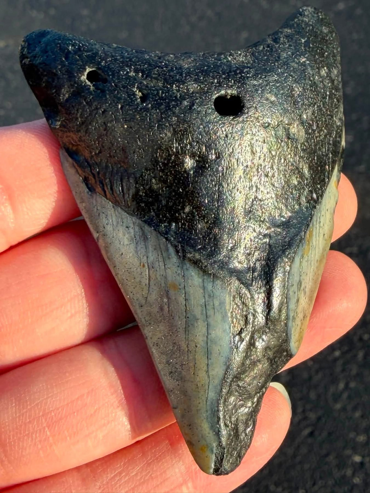 Supplier photo of the South Carolina megalodon tooth, reverse