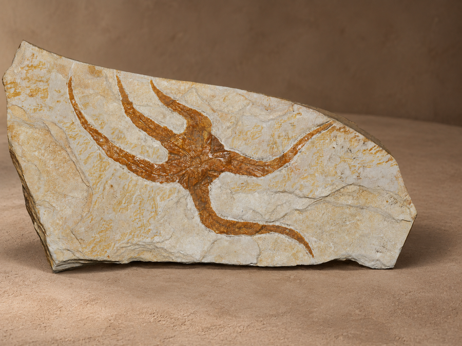 AI-styled presentation of the Moroccan fossil; refer to original photographs for specimen detail.