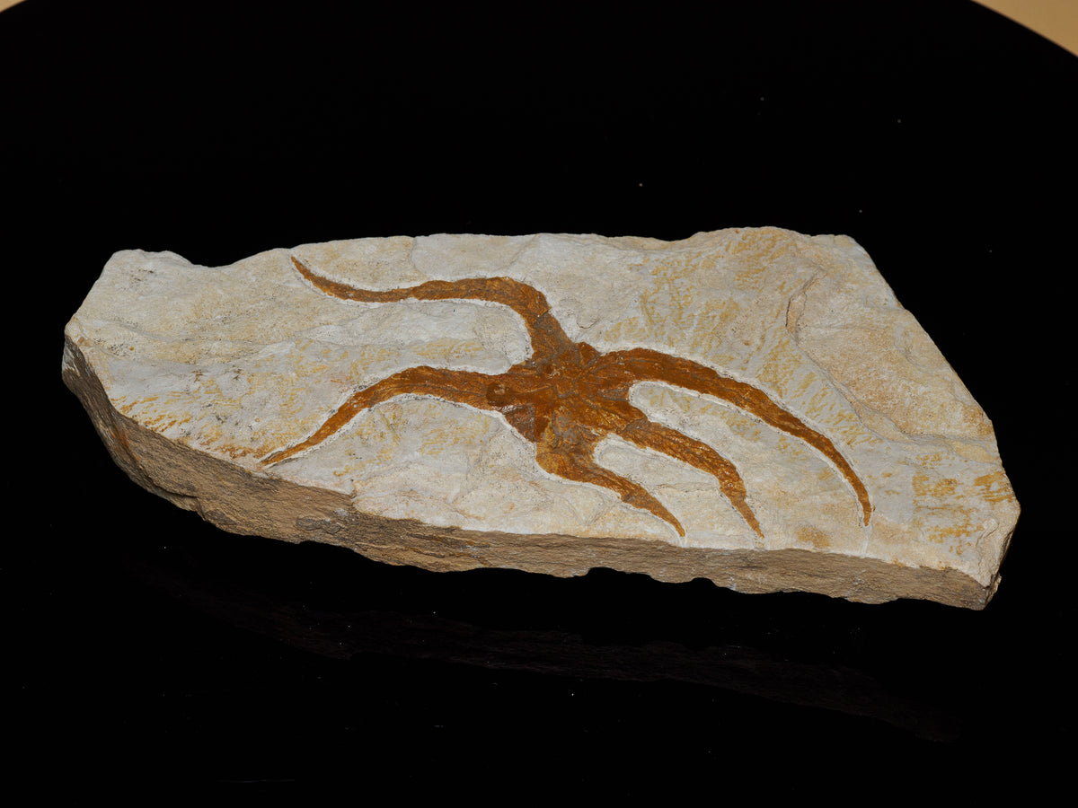 Original photograph of the Moroccan star-shaped fossil on its pale stone slab.