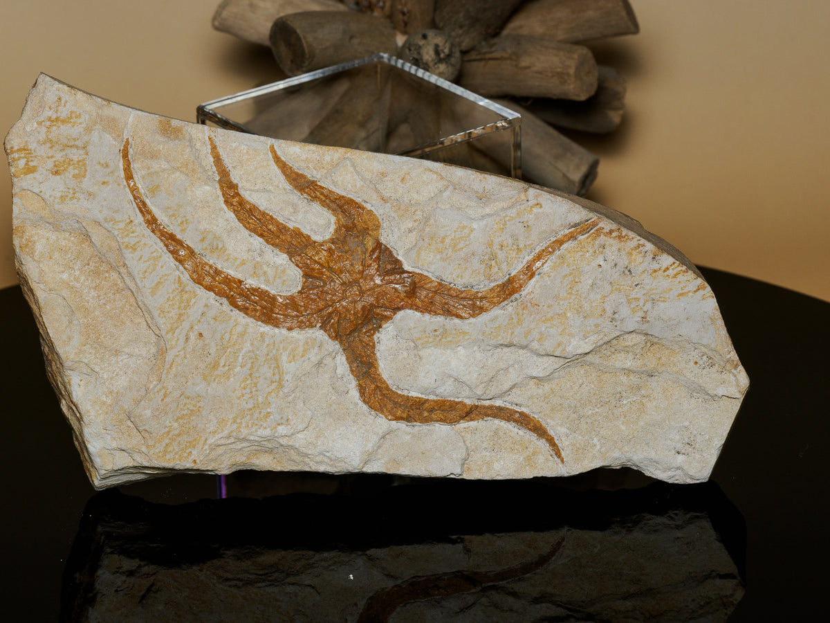 Original photograph showing the fossil's central body, arms and pale matrix.