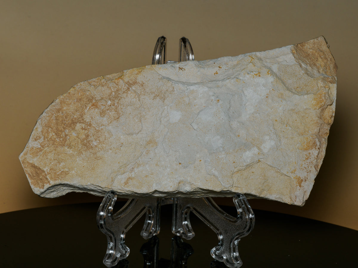 Original photograph of the reverse of the Moroccan fossil slab.