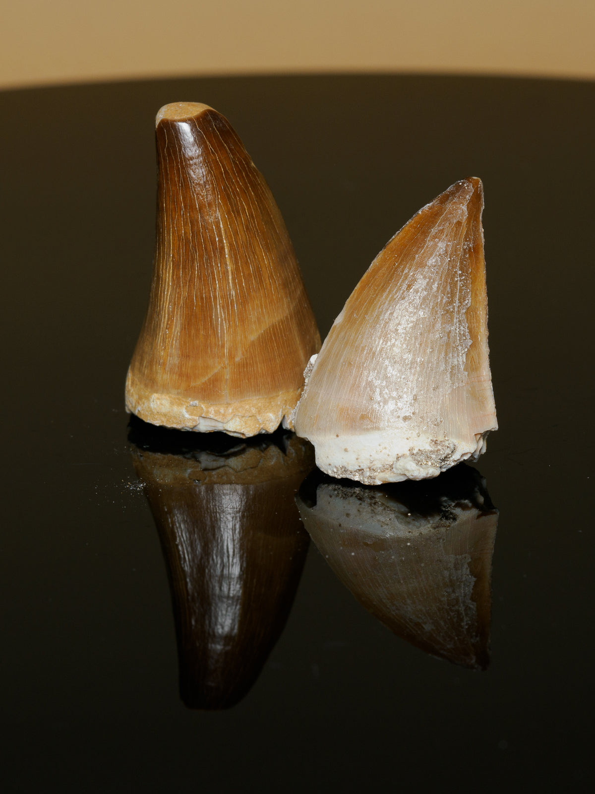 Original close-up showing the darker tooth's truncated tip beside the lighter, more pointed tooth.