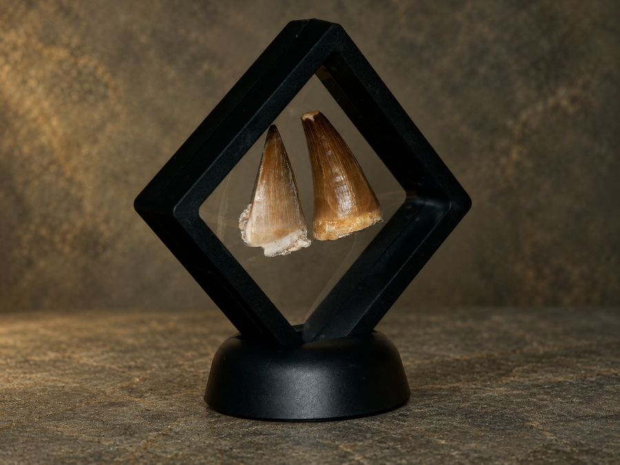 Two mosasaur fossil teeth in a black display frame and stand; AI-styled background.