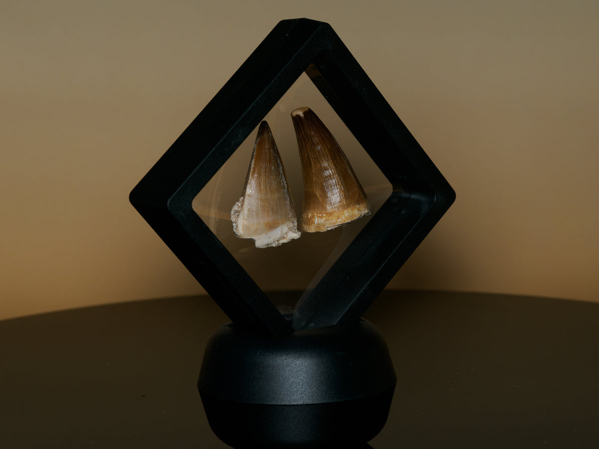 Original photograph of the two mosasaur teeth in the included black display frame and stand.