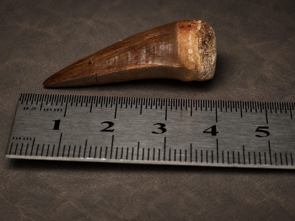 Mosasaur tooth fossil beside a metric ruler for scale.