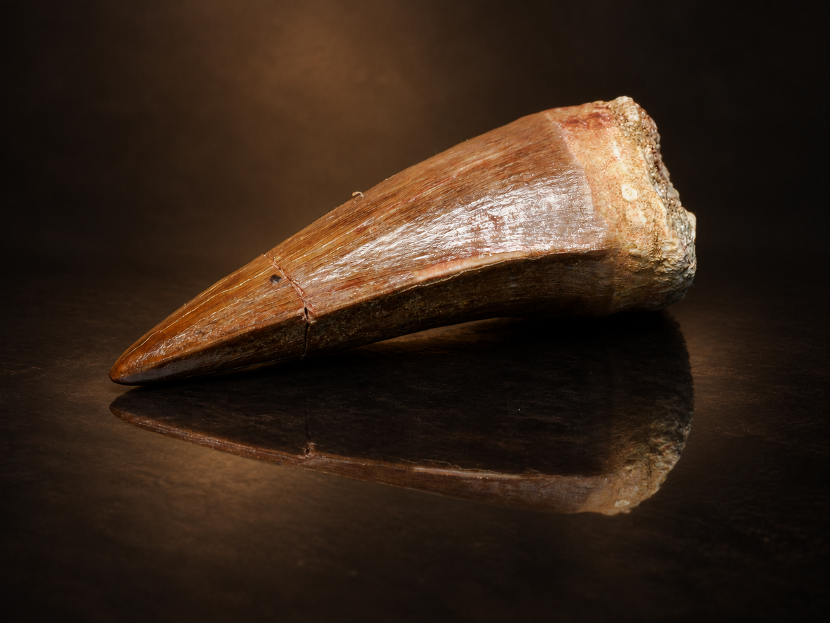Mosasaur tooth fossil, side profile on a dark mineral background.