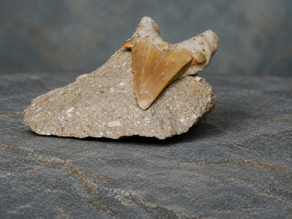 Otodus shark tooth in matrix; AI-styled product photograph.