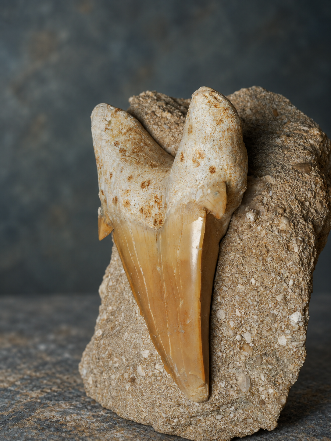 Otodus shark tooth in matrix; AI-styled product photograph.