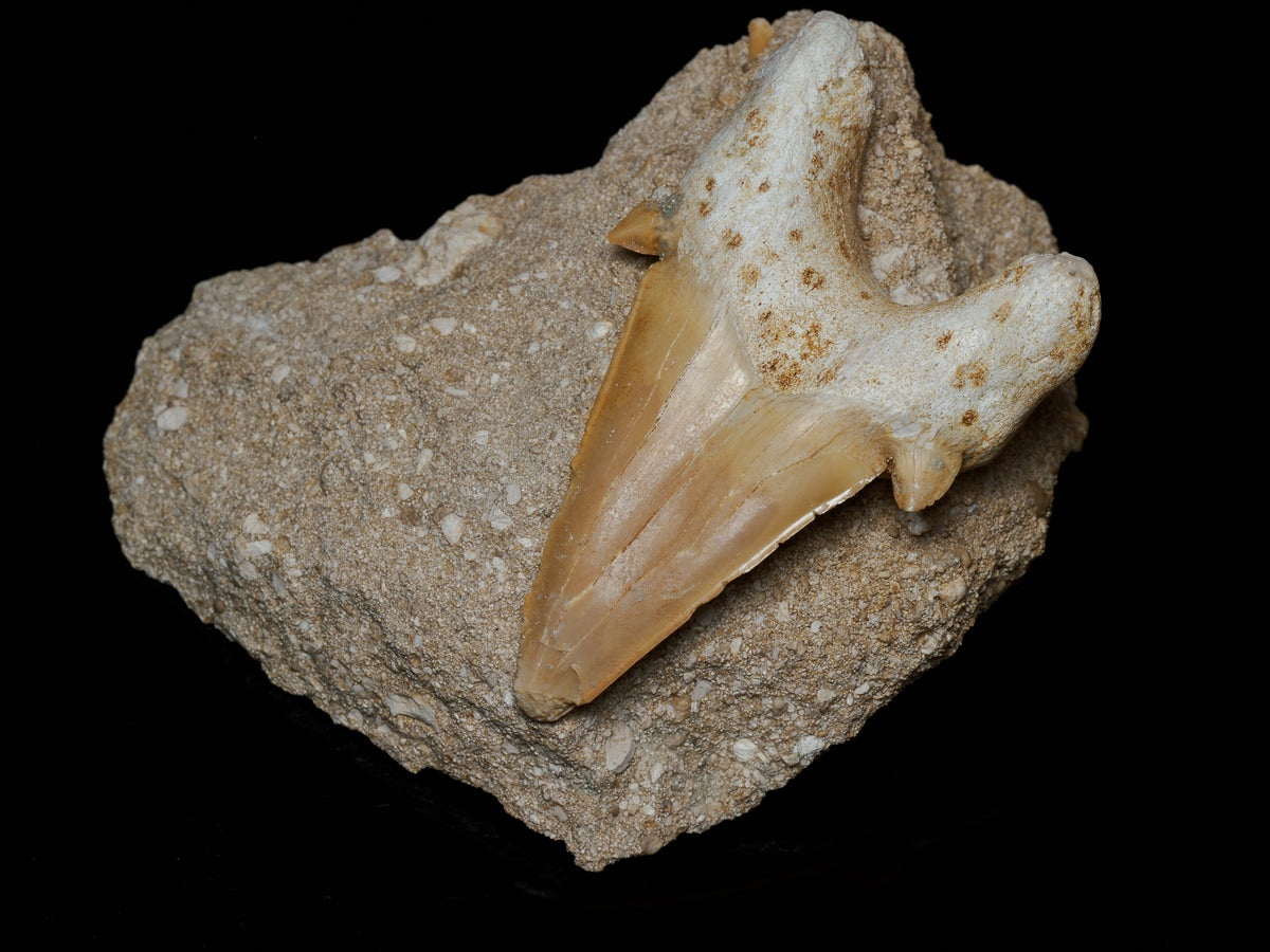 Original unedited photograph showing the actual tooth’s cracks, tip and matrix.