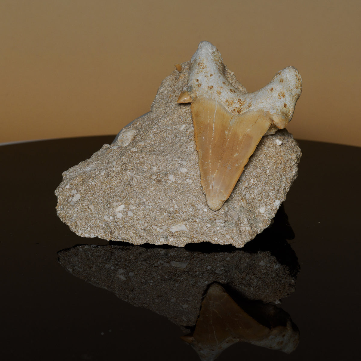 Original unedited photograph of the actual Otodus tooth in matrix, front view.