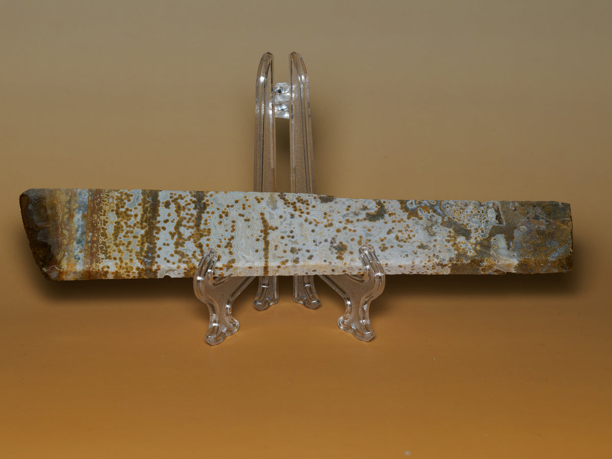 River jasper slab from Purbalingga, Central Java, Indonesia, showing an elongated face with white, gold-brown and blue-grey orbicular patterns