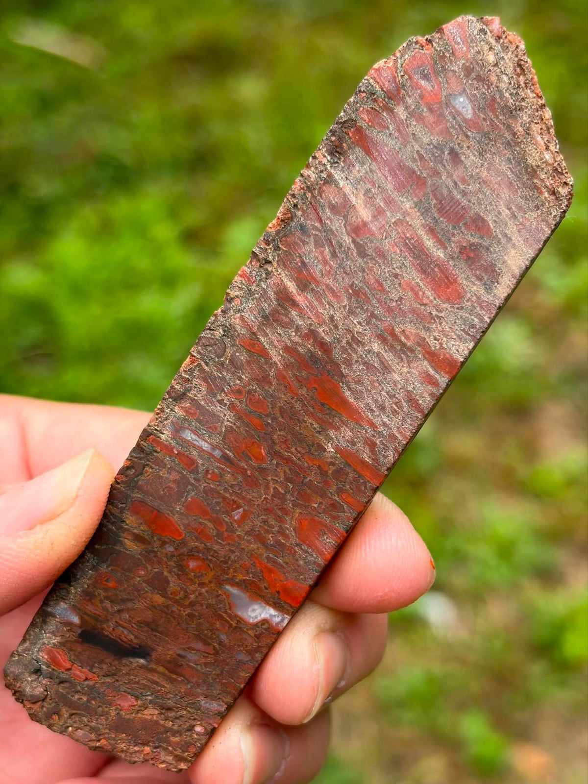 Red agatized dinosaur bone gembone slab, wet view