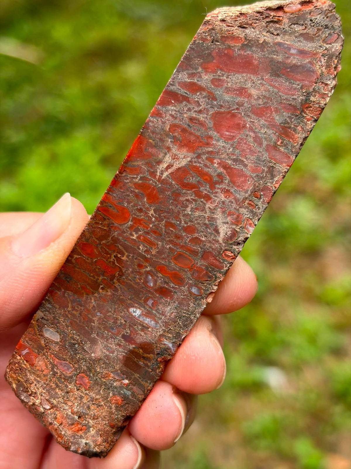 Red dinosaur gembone slab, reverse view