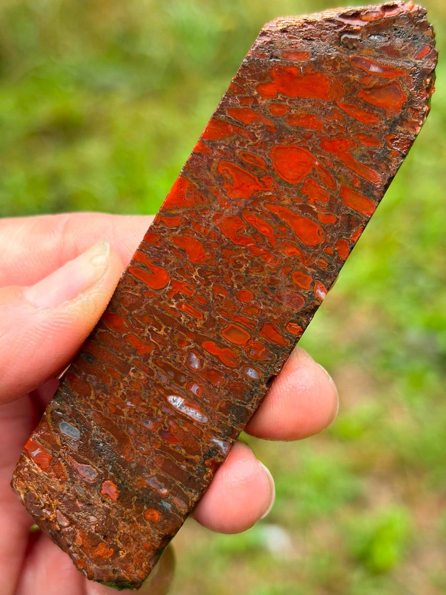 Red dinosaur gembone slab showing red agate-filled cells