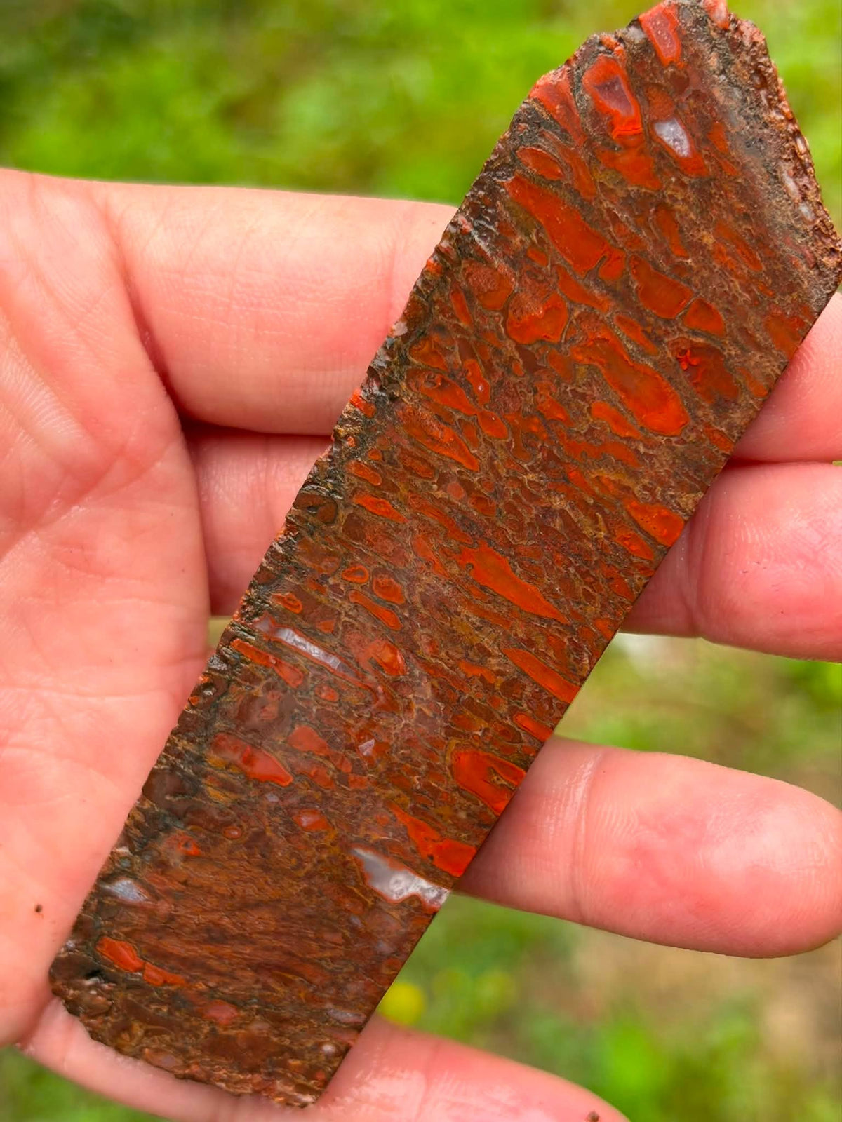 Dinosaur gembone slab, dry outdoor view