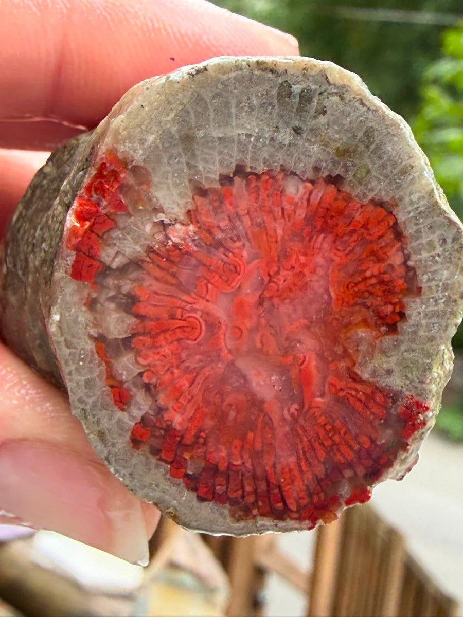 Supplier photograph of the face-cut red horn coral fossil from Utah