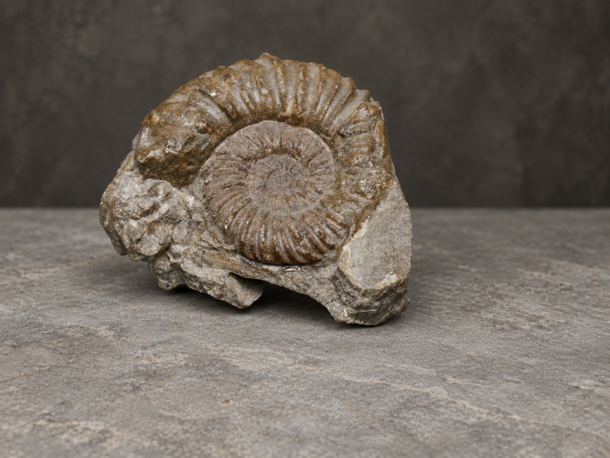 Angled view of a ribbed ammonite in matrix on a neutral background; background artistically edited.