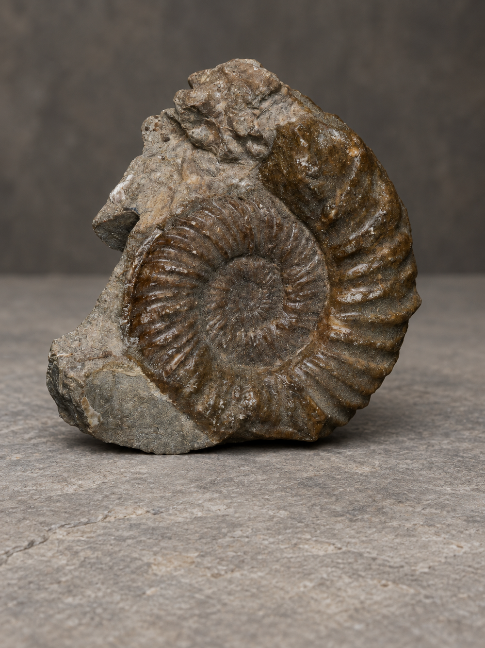 Scottish ammonite in natural matrix, front view on a neutral stone background; background artistically edited.