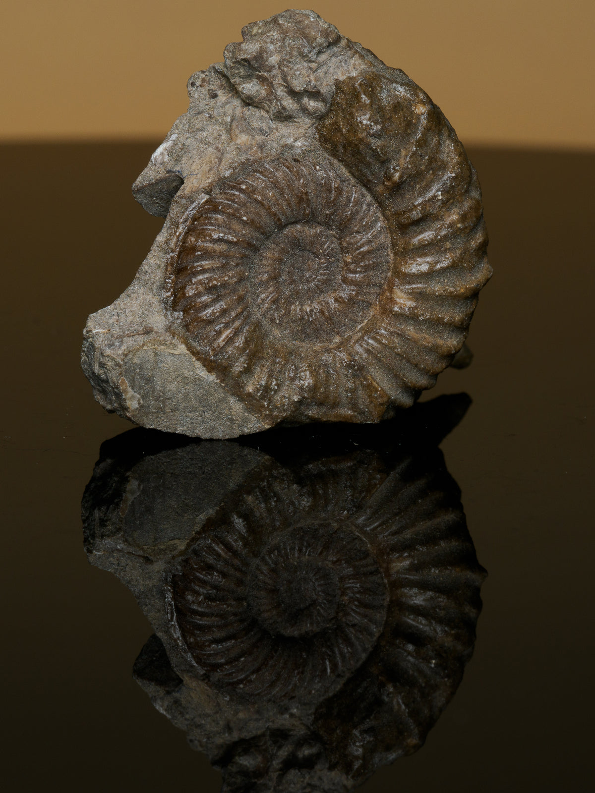 Unedited original-condition photograph of the ammonite fossil and natural rock matrix.