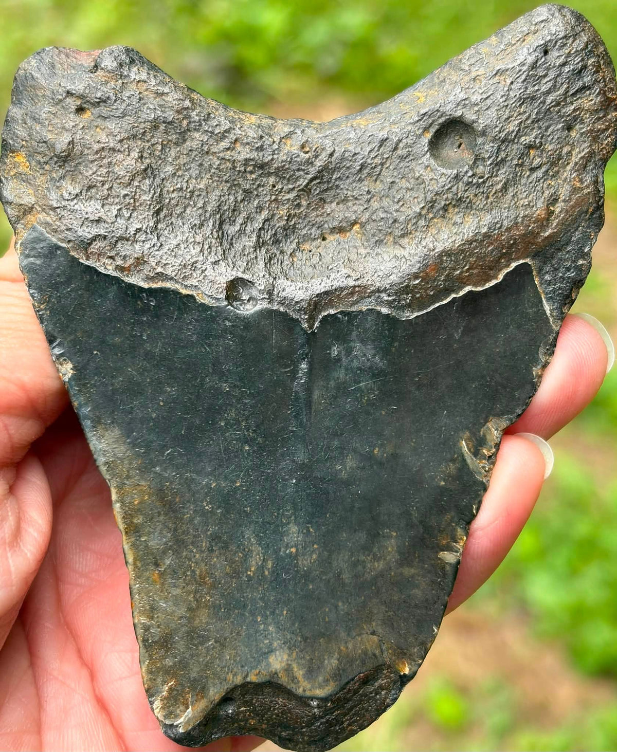 Megalodon shark tooth from South Carolina, front view