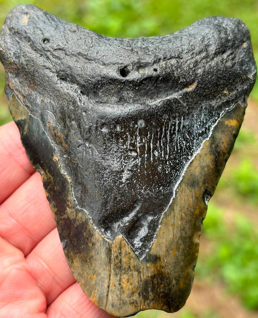 Megalodon shark tooth from South Carolina, reverse view