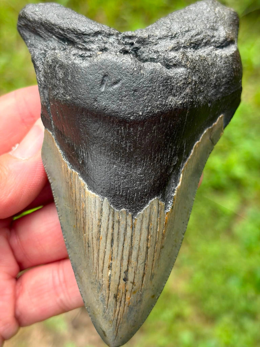 Supplier photograph of South Carolina Megalodon tooth, front view