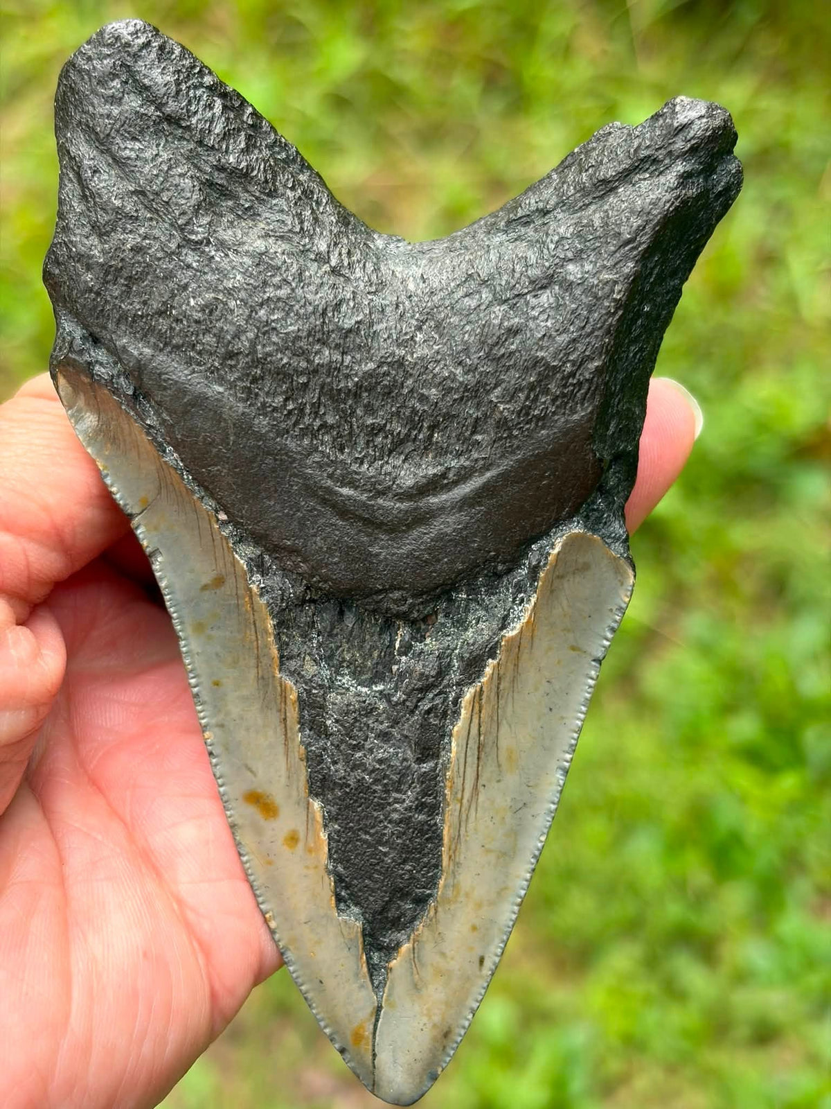 Supplier photograph of South Carolina Megalodon tooth, reverse view