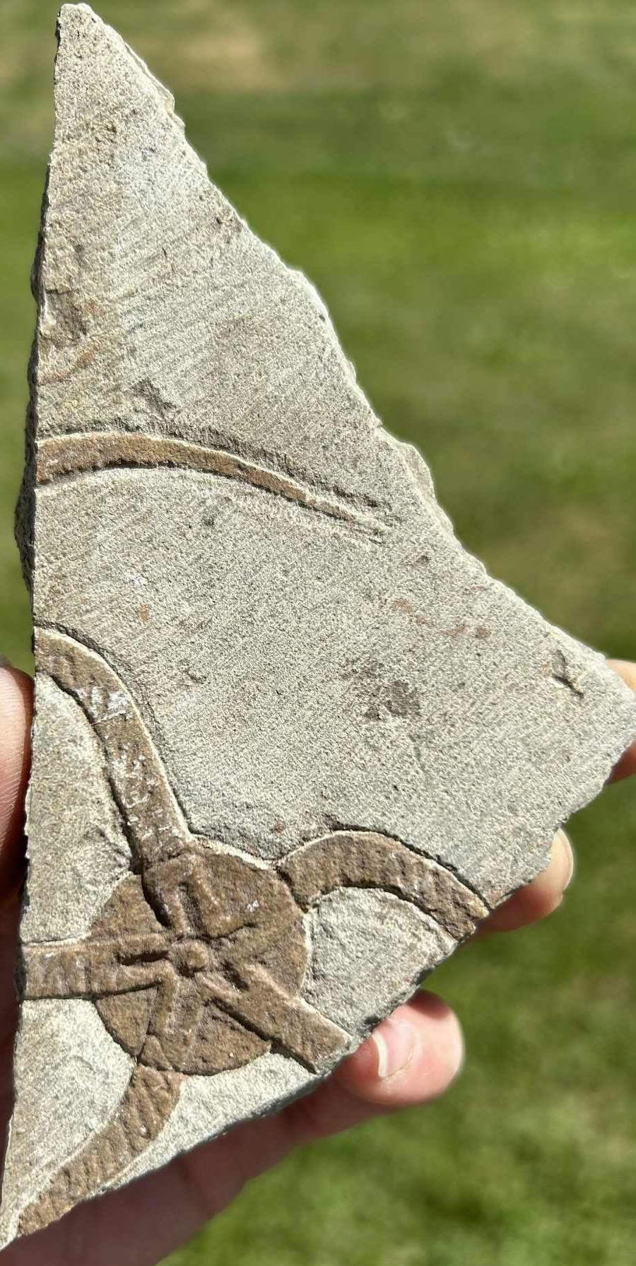 Supplier photograph of a starfish fossil plate in pale grey matrix