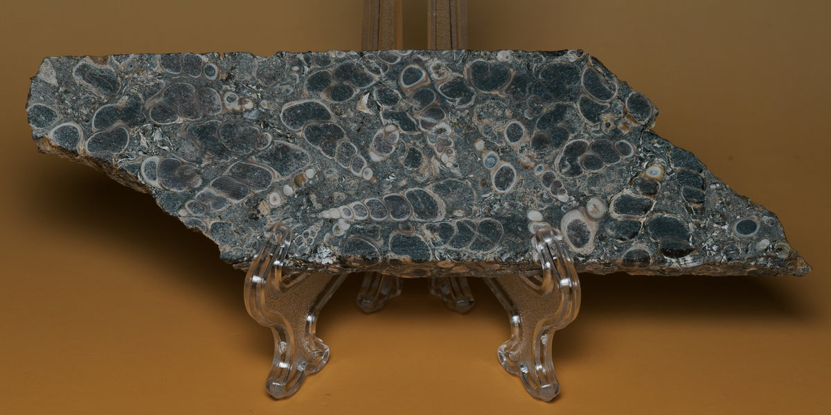Angled view of the Turritella shell fossil slab on a display stand, showing its elongated irregular shape and patterned face.
