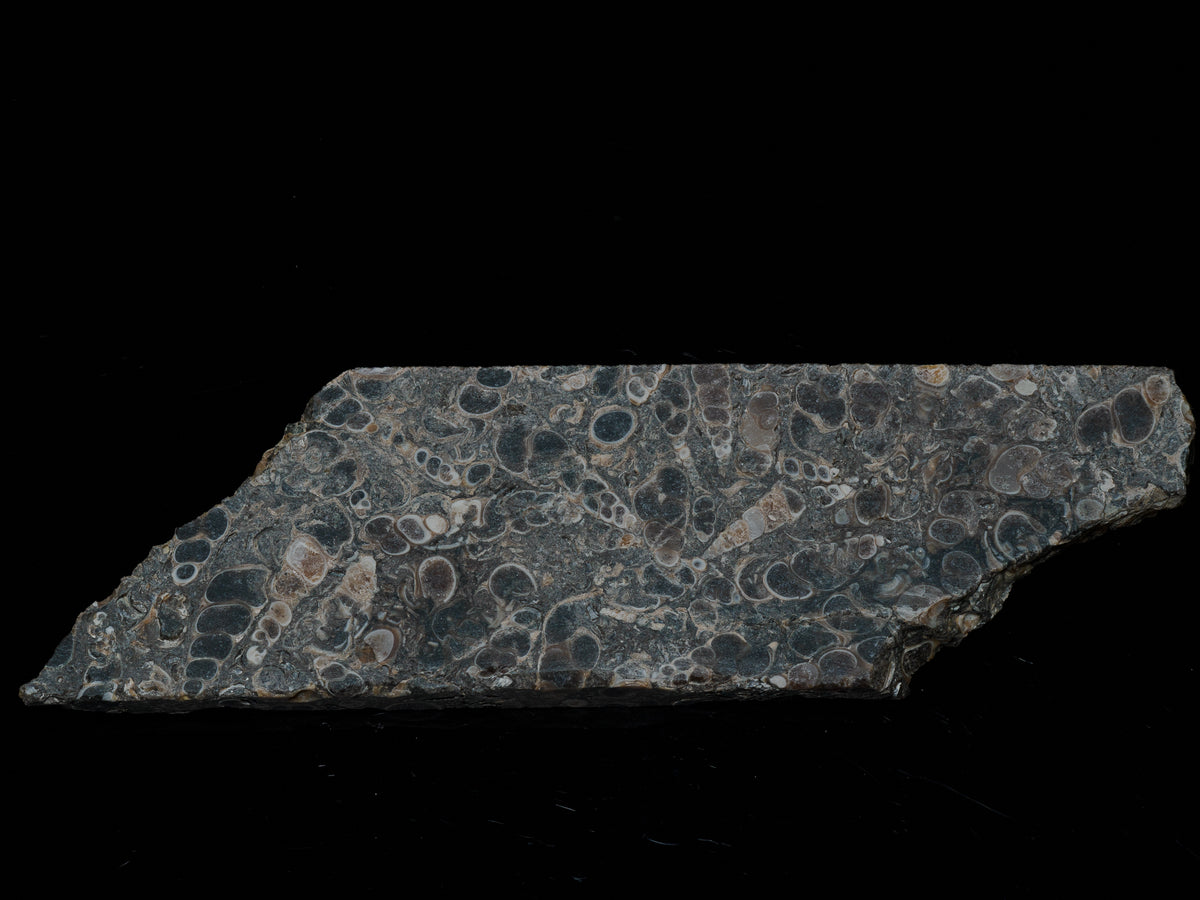 Turritella shell fossil slab in dark grey matrix, showing dense pale-rimmed shell cross-sections on the cut face.
