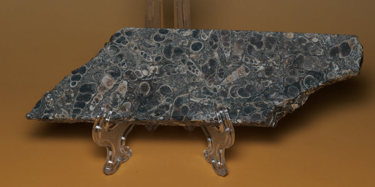 Turritella fossil slab displayed on a clear stand, showing its long profile and dark grey fossil pattern.