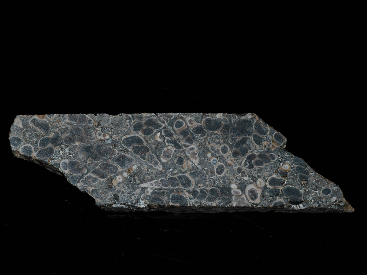 Side view of the Turritella fossil slab against a black background, with rounded shell sections across the grey-brown matrix.