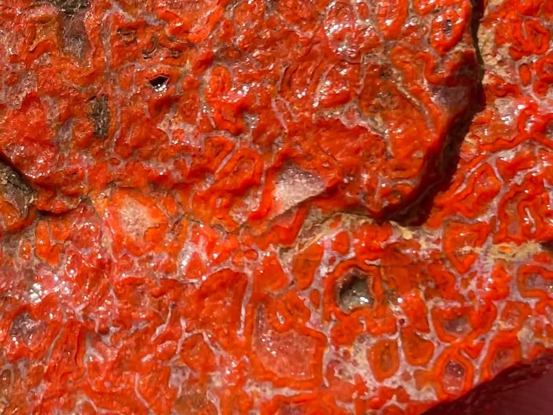 Supplier close-up of the red and orange dinosaur gem bone cell pattern