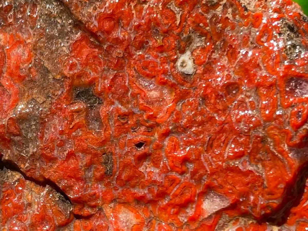 Supplier detail photo of the red dinosaur gem bone cells